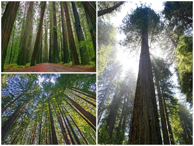 redwood_collage