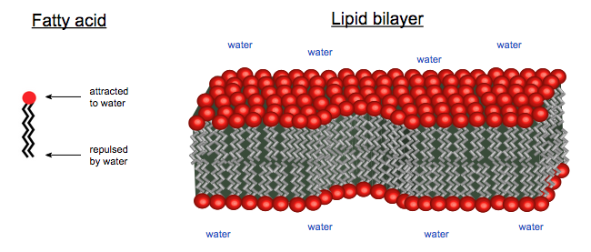 lipid_bilayer